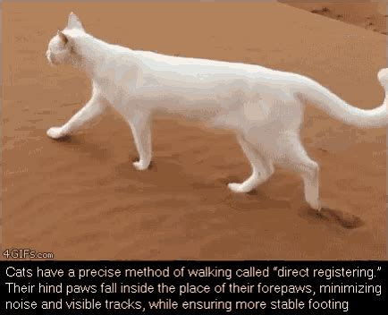 cat walking gif.